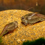 Triops cf. longicaudatus Hawaii - Urzeitkrebse (Produktbild)