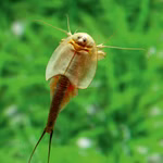 Triops longicaudatus - Amerikanischer Urzeitkrebs (Produktbild)