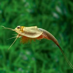 Triops longicaudatus - Amerikanischer Urzeitkrebs (Produktbild)