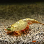 Triops longicaudatus - Amerikanischer Urzeitkrebs (Produktbild)