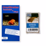Triops longicaudatus Multicolor - Urzeitkrebse - Zuchtansatz mit Anleitung (Produktbild)
