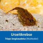 Triops longicaudatus Multicolor - Urzeitkrebse (Produktbild)