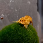 Triops longicaudatus Multicolor - Urzeitkrebse (Produktbild)