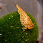 Triops longicaudatus Multicolor - Urzeitkrebse (Produktbild)