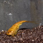 Triops longicaudatus Multicolor - Urzeitkrebse (Produktbild)