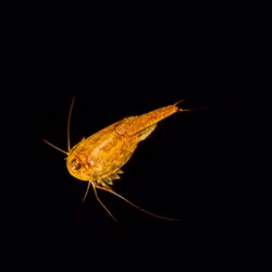 Triops longicaudatus Multicolor - Urzeitkrebse Triops longicaudatus Multicolor - Urzeitkrebse (Produktbild)