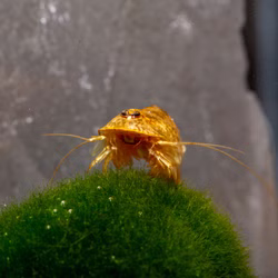 Triops longicaudatus Multicolor - Urzeitkrebse Triops longicaudatus Multicolor - Urzeitkrebse (Produktbild)