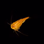 Triops longicaudatus Multicolor - Urzeitkrebse (Produktbild)