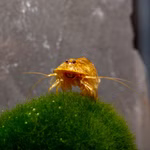 Triops longicaudatus Multicolor - Urzeitkrebse (Produktbild)