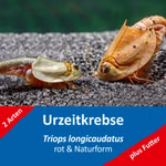 Triops longicaudatus - Naturform und rot - Amerikanische Urzeitkrebse (Produktbild)
