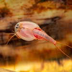 Triops longicaudatus rot - Roter Amerikanischer Urzeitkrebs Triops longicaudatus rot - Roter Amerikanischer Urzeitkrebs (Produktbild)