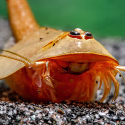Triops longicaudatus rot - Roter Amerikanischer Urzeitkrebs Triops longicaudatus rot - Roter Amerikanischer Urzeitkrebs (Produktbild)