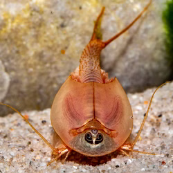 Triops longicaudatus rot - Roter Amerikanischer Urzeitkrebs Triops longicaudatus rot - Roter Amerikanischer Urzeitkrebs (Produktbild)