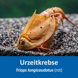 Triops longicaudatus rot - Roter Amerikanischer Urzeitkrebs Triops longicaudatus rot - Roter Amerikanischer Urzeitkrebs (Produktbild)