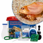 Großes Triops longicaudatus rot Komplettset mit Zubehör und Filter (Produktbild)