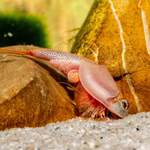 Triops longicaudatus rot - Roter Amerikanischer Urzeitkrebs (Produktbild)