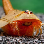 Triops longicaudatus rot - Roter Amerikanischer Urzeitkrebs (Produktbild)