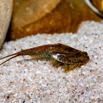 Triops longicaudatus Korea - Urzeitkrebse (Produktbild)