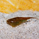 Triops longicaudatus Korea - Urzeitkrebse (Produktbild)