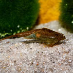 Triops longicaudatus Korea - Urzeitkrebse (Produktbild)