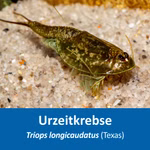 Triops longicaudatus Texas - Urzeitkrebse (Produktbild)