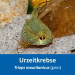 Triops mauritanicus grün - Urzeitkrebse (Produktbild)