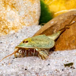 Triops mauritanicus grün - Urzeitkrebse (Produktbild)