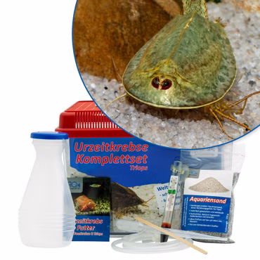 Mittleres Triops mauritanicus gruen Komplettset Mittleres Triops mauritanicus gruen Komplettset (Produktbild)