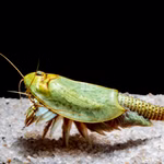 Triops mauritanicus grün Urzeitkrebse (Produktbild)