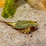 Triops mauritanicus grün Urzeitkrebse (Produktbild)