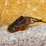 Triops newberryi - Urzeitkrebse (Produktbild)