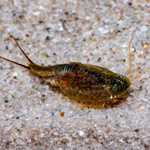 Triops newberryi - Urzeitkrebse (Produktbild)