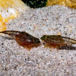 Triops newberryi - Urzeitkrebse (Produktbild)