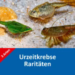 Triops Raritäten-Set - Triops Eier - mit Anleitung - 3 Arten Triops longicaudatus Korea - Triops australiensis - Triops newberryi (Produktbild)