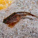 Weibchen Triops newberryi - Urzeitkrebse (Produktbild)