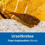 Triops longicaudatus Korea - Urzeitkrebse (Produktbild)