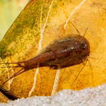 Draufsicht Triops longicaudatus Korea - Urzeitkrebse (Produktbild)