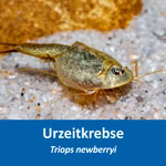  Triops newberryi - Urzeitkrebse (Produktbild)
