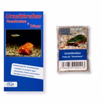 Triops sp. Gonochoric - Zuchtansatz mit Anleitung - Urzeitkrebse (Produktbild)