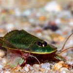 Triops sp. Gonochoric - Urzeitkrebse (Produktbild)