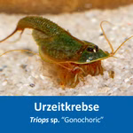 Triops sp. Gonochoric - Urzeitkrebse (Produktbild)
