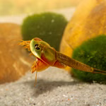 Triops sp. Mongolei - Mongolischer Urzeitkrebs schwimmend (Produktbild)