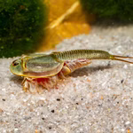 Triops sp. Mongolei - Mongolischer Urzeitkrebs (Produktbild)