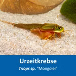 Triops sp. Mongolei - Mongolischer Urzeitkrebs (Produktbild)