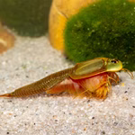 Triops sp. Mongolei - Mongolischer Urzeitkrebs adult (Produktbild)