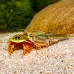 Triops sp. Mongolei - Mongolischer Urzeitkrebs - Paar (Produktbild)