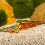 Triops sp. Mongolei - Mongolischer Urzeitkrebs Paar (Produktbild)