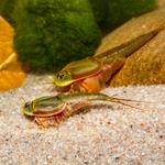 Triops sp. Mongolei - Mongolischer Urzeitkrebs - Paar (Produktbild)