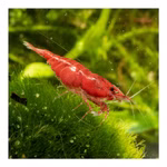 Bloody Mary Sakura Zwerggarnele - Neocaridina davidi - Rote Zwerggarnele (Produktbild)