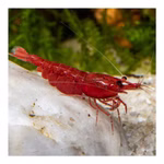Bloody Mary Sakura Zwerggarnele - Neocaridina davidi - Rote Zwerggarnele (Produktbild)